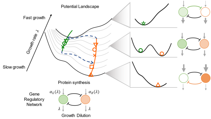 Analyzing how the global regulation factor reshapes the cell-fate-decision landscape