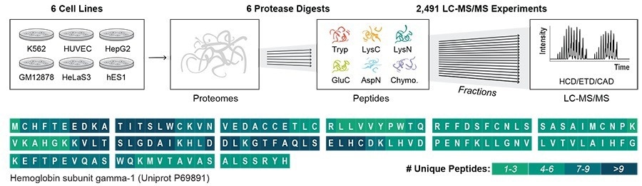 Meta-scale approach to quantifying the protein variants in the human body