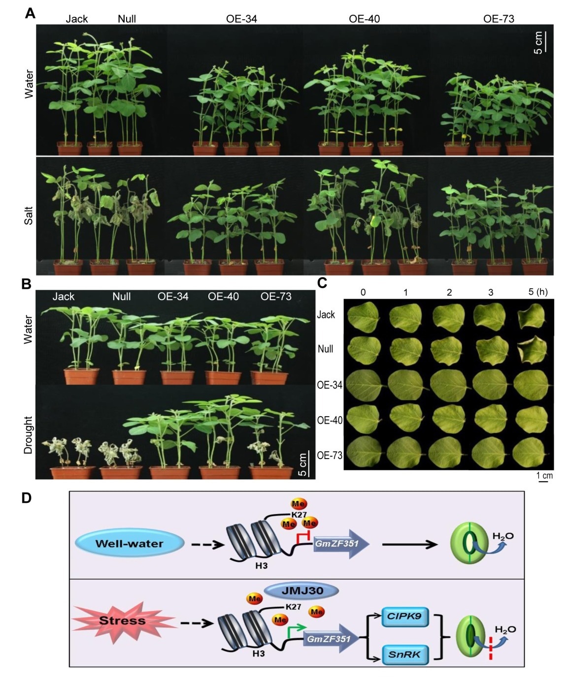 Analyzing the performance of the GmZF351 transgenic soybean plants and their stress tolerance