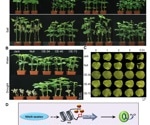 Analyzing the GmZF351 transgenic soybean plants and their stress tolerance