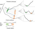 Finding how the global regulation factor reshapes the cell-fate-decision landscape
