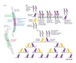 Evolution driven by genetic engineering should be known as ‘genetic welding’ to draw scientific and ethical scrutiny