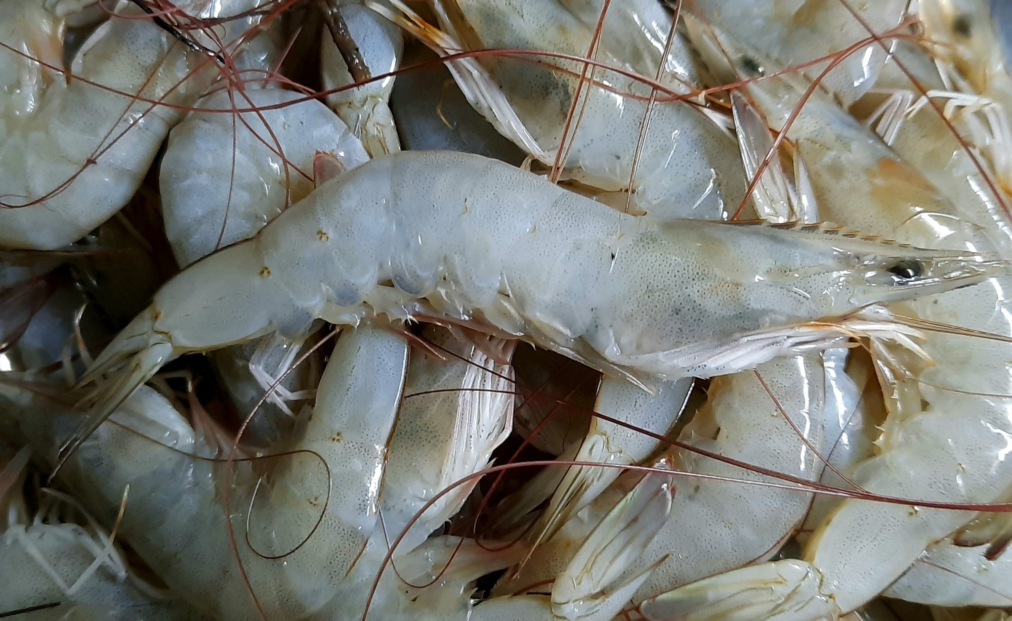 Epigenetic fingerprinting helps trace the origin of animal products