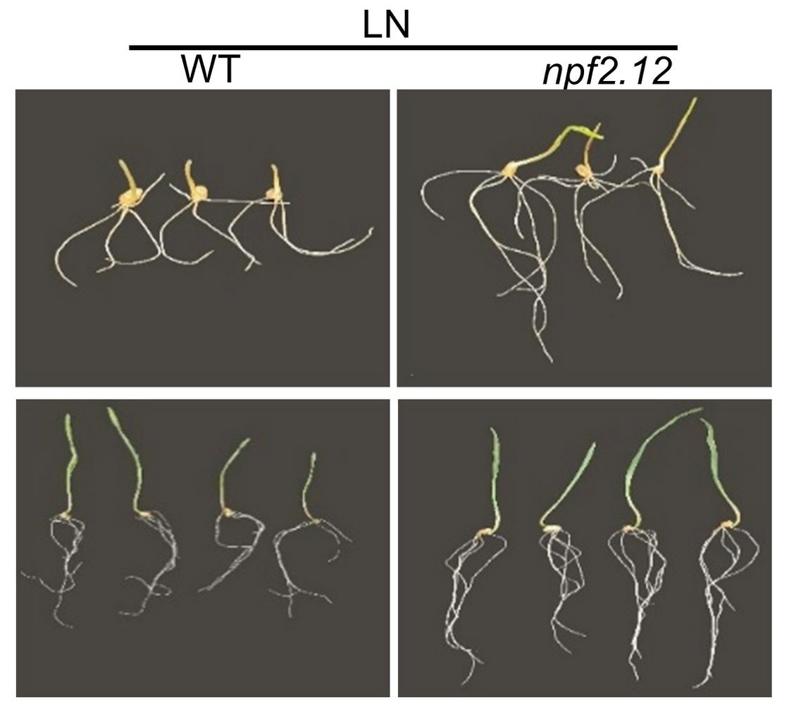 Gene variants that improve nitrogen utilization identified