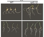 Gene variants that improve nitrogen utilization identified