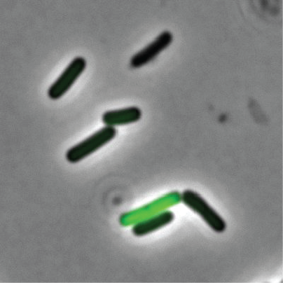 The “Hangry” Stage of Bacteria Cells