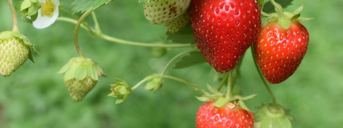 Effect of Glyphosate-Based Herbicide Residues on Endophytic Microbes
