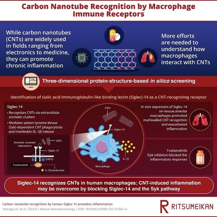 The Role of Siglec-14 Receptors on Human Macrophages in CNT Recognition in Humans