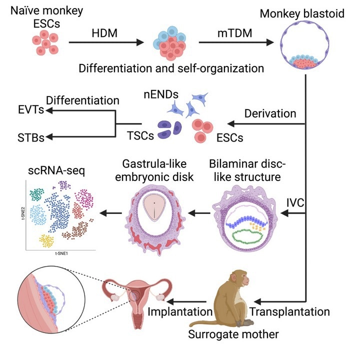 Generation of Monkey Blastoids Using Optimized Protocol Generation of Monkey Blastoids Using Optimized Protocol