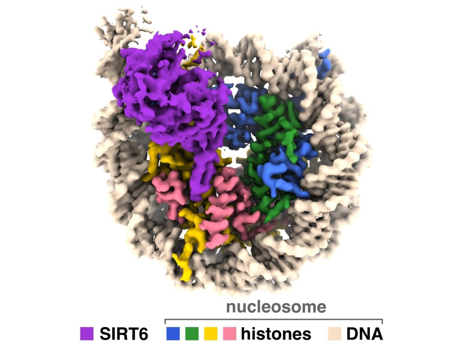 Entry of Aging-Associated Enzymes into Human Genetic Material Entry of Aging-Associated Enzymes into Human Genetic Material
