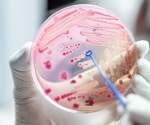 Two Molecular Mechanisms Combine to Make the Bacterium Extra Resistant