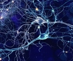 New Embryonic Brain Circuit Offers New Insights on Circuit Abnormalities in Autism