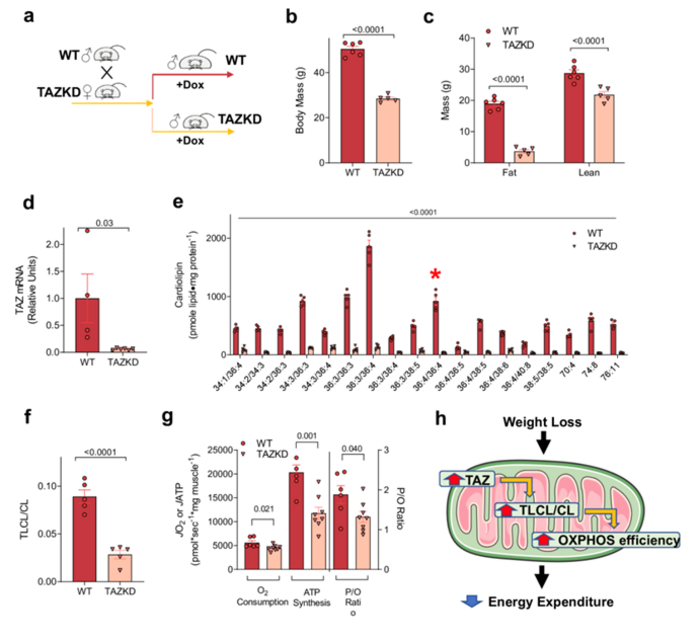 A Novel Mechanism Identified for Lower Energy Expenditure After Weight-Loss A Novel Mechanism Identified for Lower Energy Expenditure After Weight-Loss