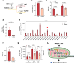 A Novel Mechanism Identified for Lower Energy Expenditure After Weight-Loss