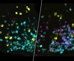 The Communication Between Brain and Liver After Fasting