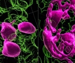 Hair-Coloring Stem Cells in the Hair Germ Compartment Trigger Pigmentation