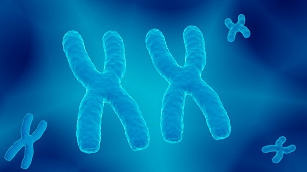 Gene-Silencing Complexes Work Together to Render X Chromosomes Inactive Gene-Silencing Complexes Work Together to Render X Chromosomes Inactive