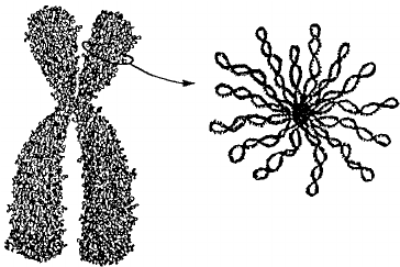 Spatial Organization of Chromosomes and the Role of DNA Tension Spatial Organization of Chromosomes and the Role of DNA Tension