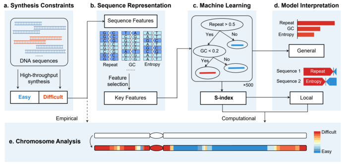 Interpretable Machine Learning Framework Helps Optimize Chromosome Design and Synthesis Interpretable Machine Learning Framework Helps Optimize Chromosome Design and Synthesis