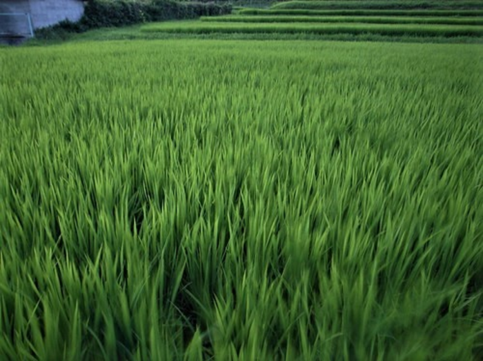 A Study on Genetic Markers and Their Efficiency in the Cultivation of High-Quality Rice A Study on Genetic Markers and Their Efficiency in the Cultivation of High-Quality Rice
