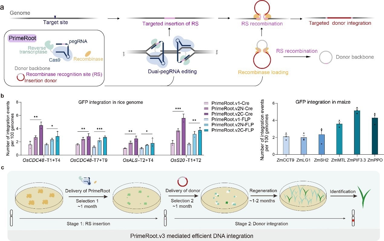 New Genome Editing Technology Achieves Precise Targeted Insertion of DNA Segments New Genome Editing Technology Achieves Precise Targeted Insertion of DNA Segments