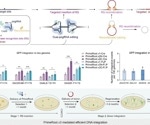 New Genome Editing Technology Achieves Precise Targeted Insertion of DNA Segments