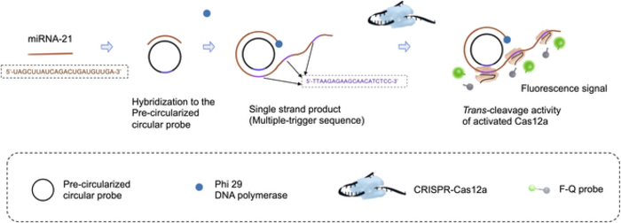 A Rapid Method for the Quantitative Detection of miRNA A Rapid Method for the Quantitative Detection of miRNA
