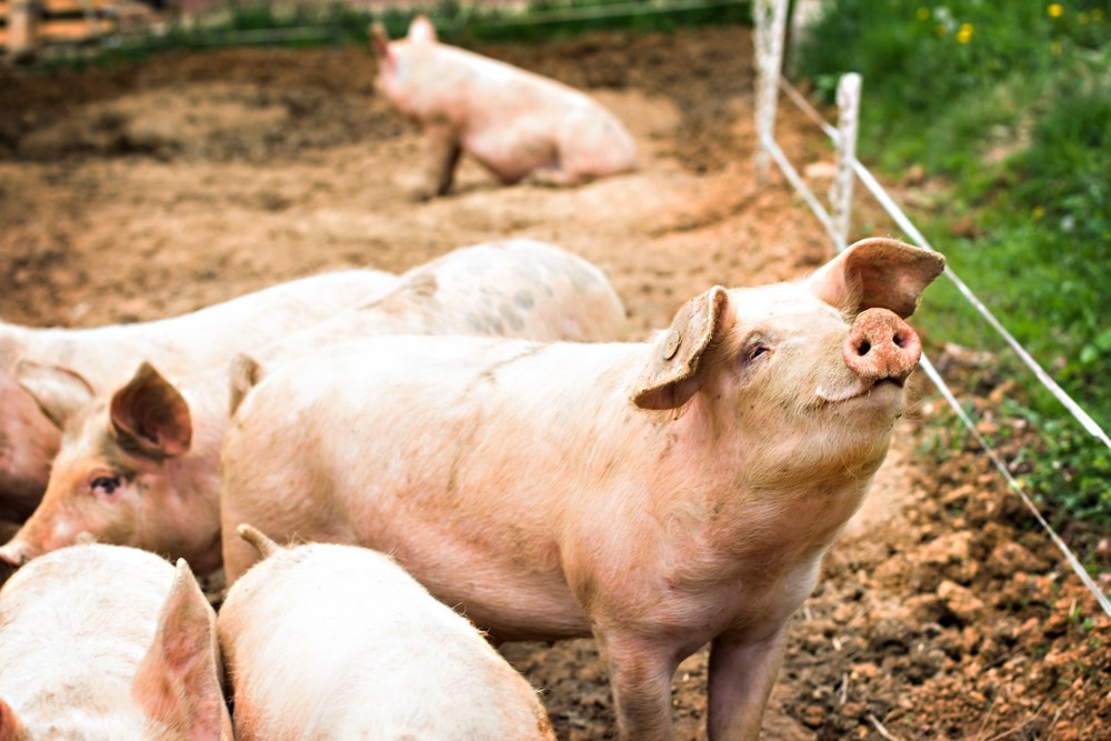 Farmed Pigs