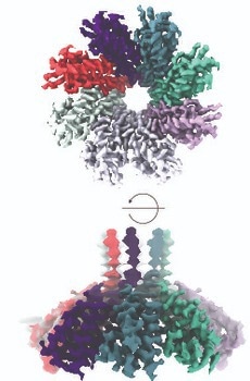 Preventing Viral Infection through a Cas and a Unique Membrane Protein