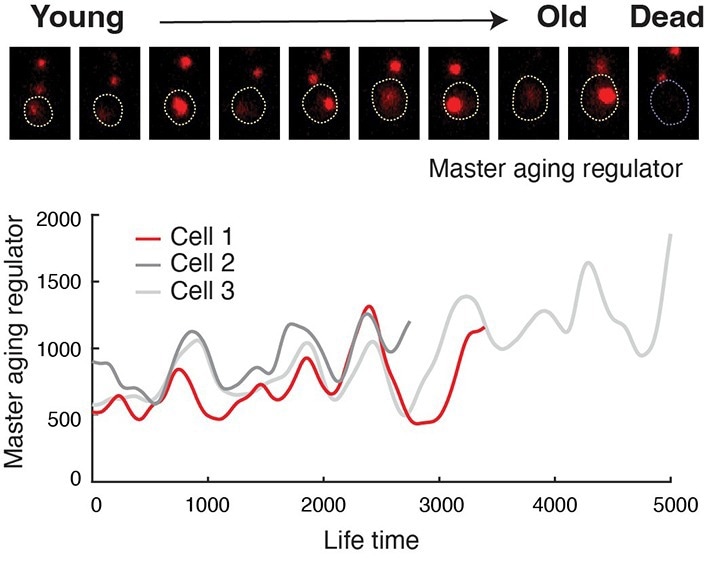 Reprogramming the Aging Process to Effectively Promote Longevity Reprogramming the Aging Process to Effectively Promote Longevity