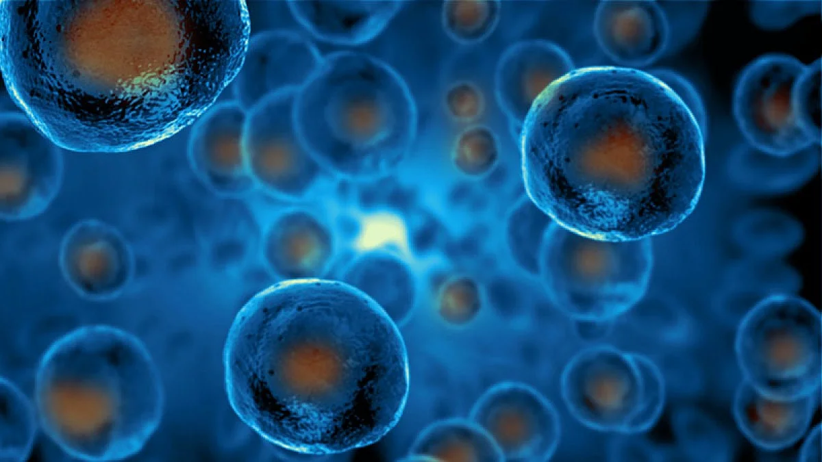 Analyzing the Cell Division in Stem Cells