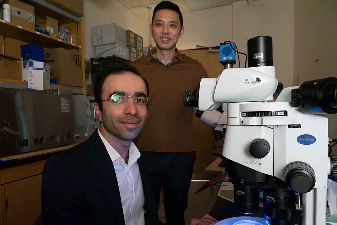 Genes Responsible for Aging Identified in Nematodes Genes Responsible for Aging Identified in Nematodes