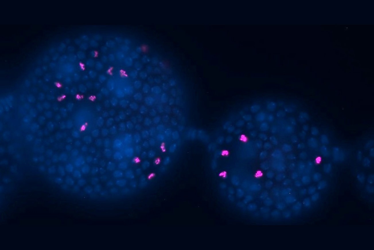 Revealing the Conserved Role of Serotonin in Maintaining Germline Quality Revealing the Conserved Role of Serotonin in Maintaining Germline Quality