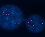 Revealing the Conserved Role of Serotonin in Maintaining Germline Quality