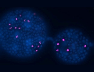 Revealing the Conserved Role of Serotonin in Maintaining Germline Quality