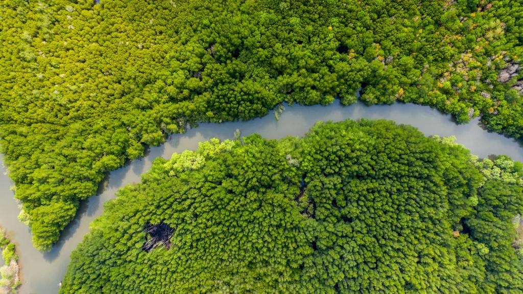 Speeding Up Forest Restoration Using New Biotechnological Approaches