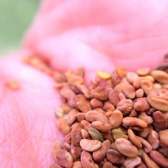 High-Throughput Technique Observes Differences in Hard and Non-Hard Seeds