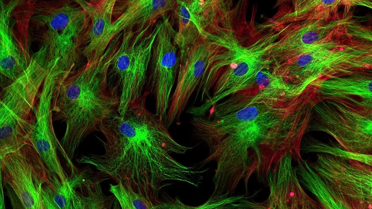 Robust AI System Identifies Protein Patterns Within Individual Cells