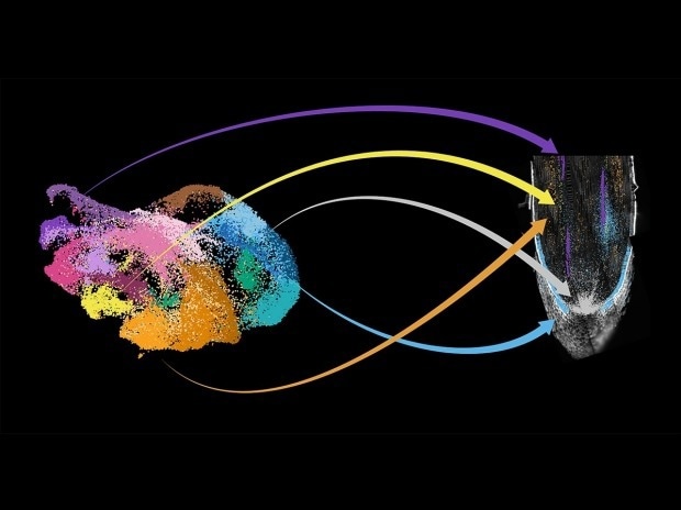 Cell-to-Cell Genetic Module Exchange for Crop Evolution