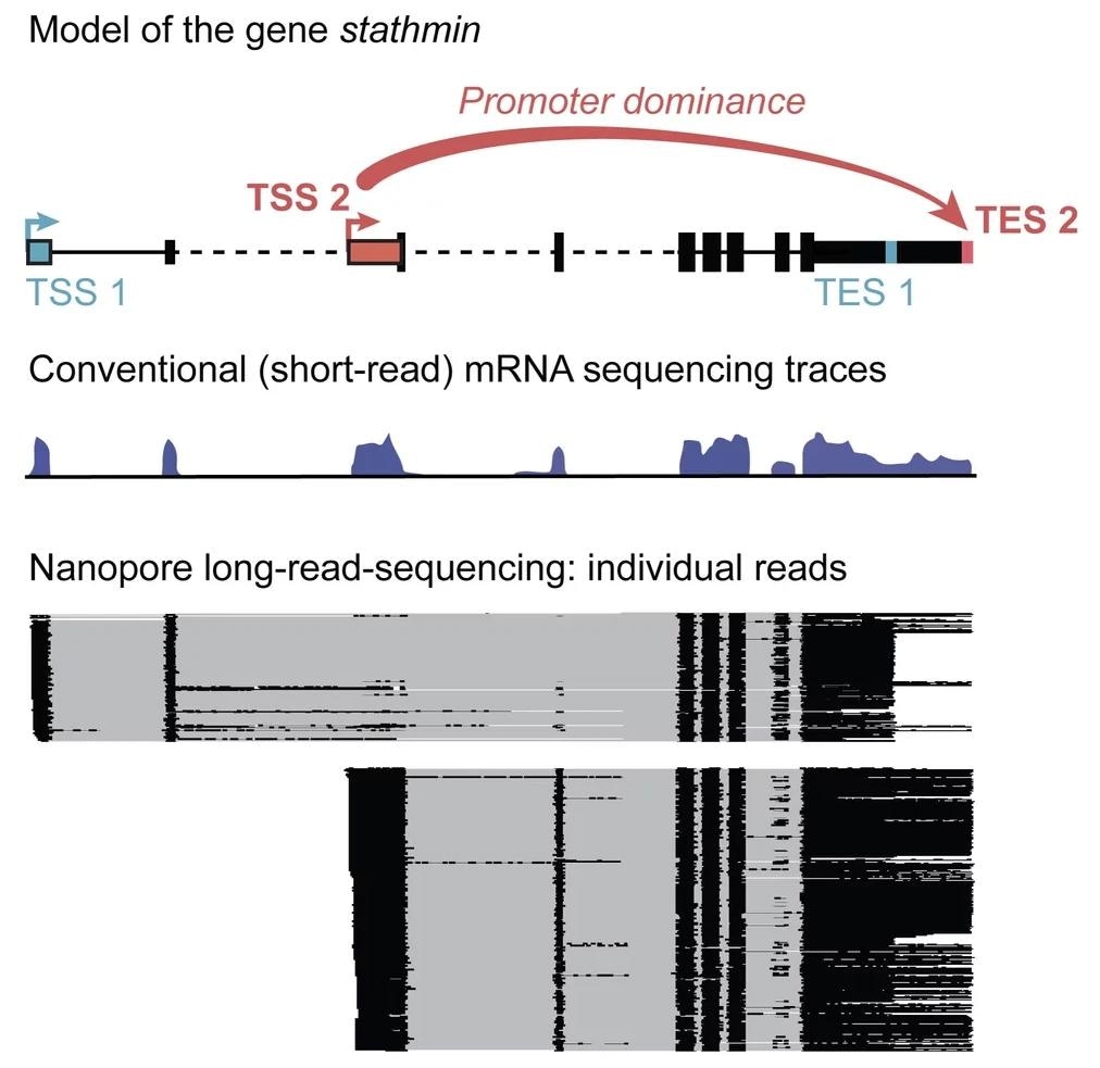 Study Finds Place of Transcription Start Often Determines the Place of Transcription End