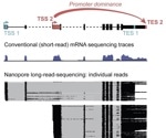 Study Finds Place of Transcription Start Often Determines the Place of Transcription End