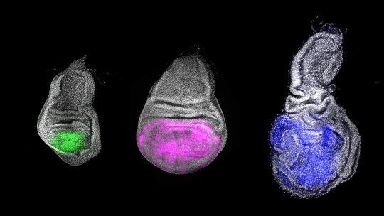 The Youth Gene, “Chinmo,” and its Role in Cancerous Processes