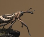 Study Finds Insects Heavily Rely on Bacteria for Essential Nutrients