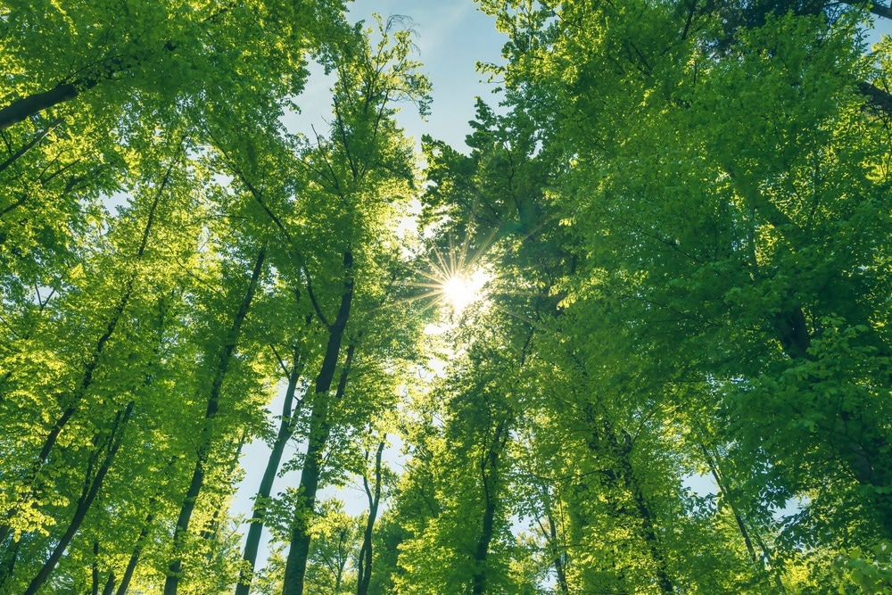 Image Credit: sivivolk/Shutterstock.com
