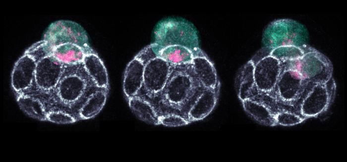 Characterizing a Pivotal Time in Mammalian Embryonic Development