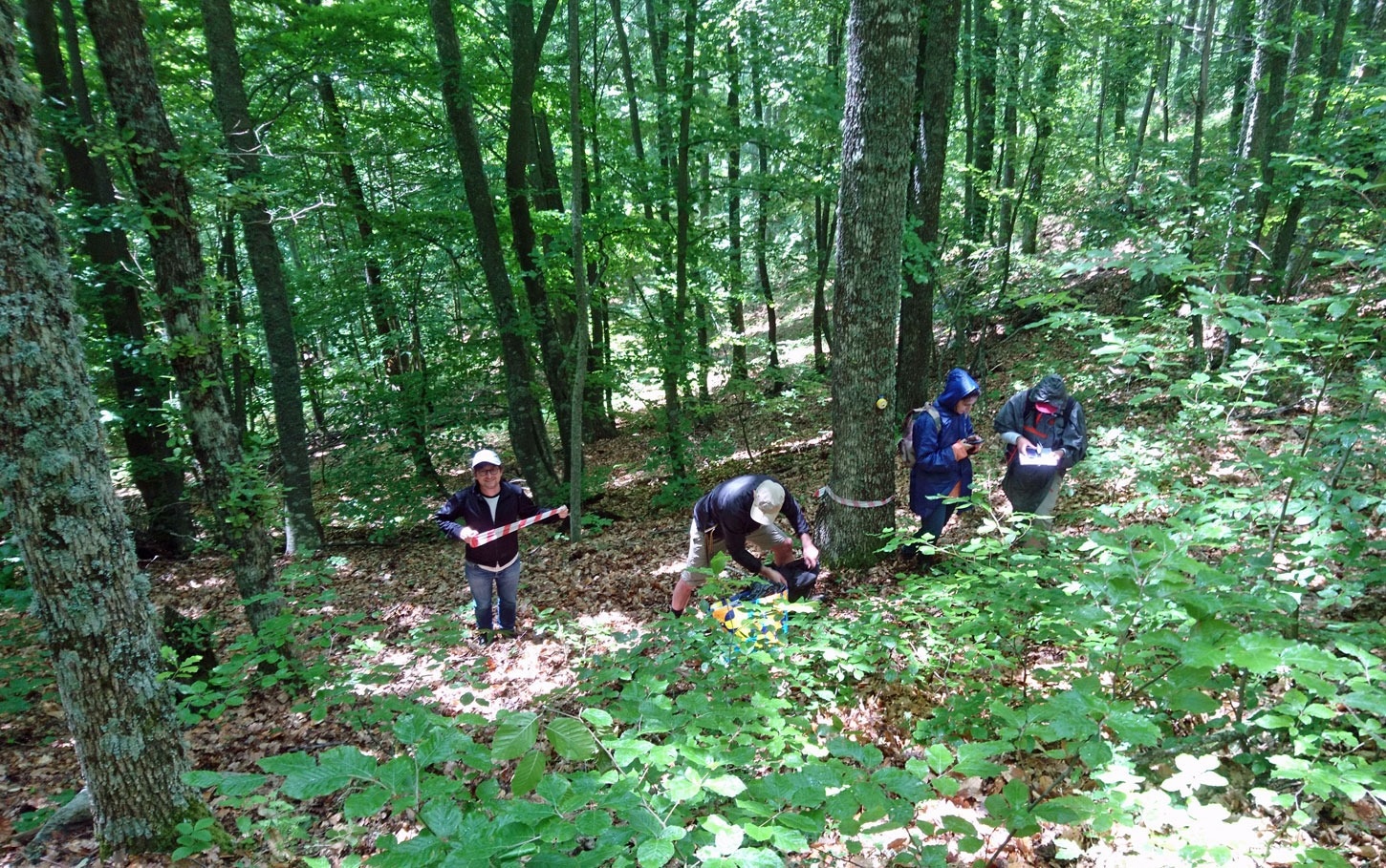 Searching Europe for future-proof oak trees Searching Europe for future-proof oak trees