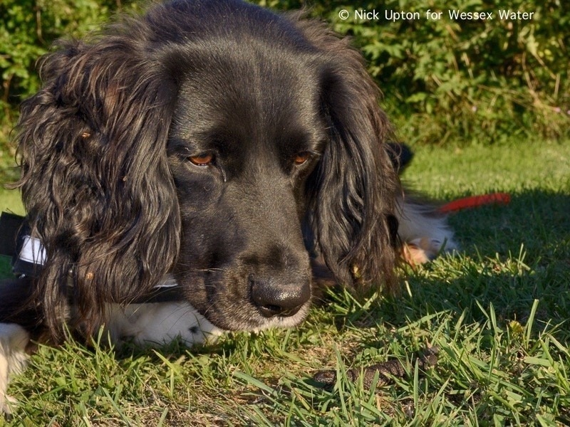 Research reveals detection dogs can be used to locate great crested newts