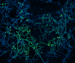 Contribution Made by Mycorrhizal Associations to Global Carbon Dynamics