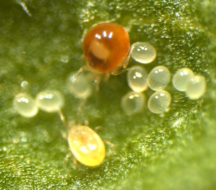 Unraveling Brood Parasitism in Predatory Mites