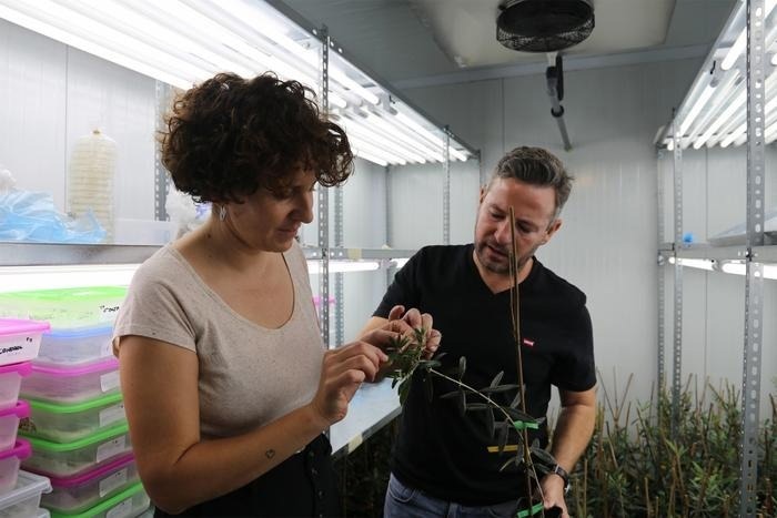 Analyzing the Relationship Between Two Species of Colletotrichum that Cause Anthracnose